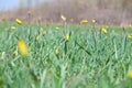 Yellow flower in lush green grass Royalty Free Stock Photo