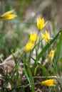 Yellow flower in lush green grass Royalty Free Stock Photo