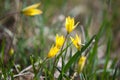 Yellow flower in lush green grass Royalty Free Stock Photo