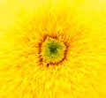 Yellow flower macro Royalty Free Stock Photo