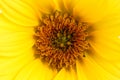 Yellow flower macro close up photo detail. Sunflower close-up details of the sunflower disk and the flower ray.