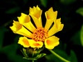 Květina v makro objektiv fotografování 