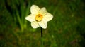 Yellow Flower Macro, Manual Background Blur Focus