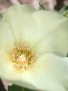 Mentzelia involucrata flower close up