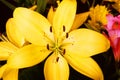 Yellow Flower Macro Royalty Free Stock Photo