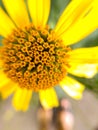 Yellow flower macro photograhy