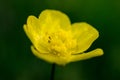 Yellow flower macro shot Royalty Free Stock Photo