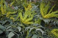 Yellow flower of Mahonia x media in winter