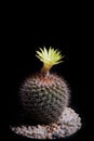 Yellow flower of mammillaria cactus with beautiful studio lighting Royalty Free Stock Photo