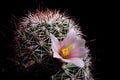 Yellow flower of mammillaria cactus blooming