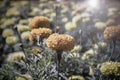 Yellow Flower, Marigold