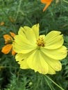 beauty and best yellow flower marigold