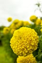 Yellow Flower, Marigold in the garden Royalty Free Stock Photo