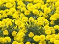 Yellow Flower, Marigold in the garden Royalty Free Stock Photo