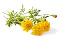 Yellow flower of marigold Royalty Free Stock Photo