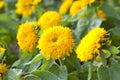 Yellow Flower, Marigold