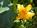 Yellow flower of marrow or zucchini, organic traditional plant of cuisine of Belarus