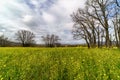 Yellow flower meadow in the foreground with bare branches oak trees in spring. Madrid Royalty Free Stock Photo