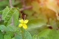 The yellow flower of the medicinal plant is celandine on a natural background Royalty Free Stock Photo