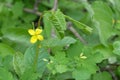 The yellow flower of the medicinal plant is celandine on a natural background Royalty Free Stock Photo