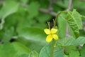 The yellow flower of the medicinal plant is celandine on a natural background Royalty Free Stock Photo