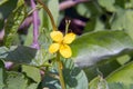 The yellow flower of the medicinal plant is celandine on a natural background. Chelidonium Royalty Free Stock Photo