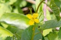 The yellow flower of the medicinal plant is celandine on a natural background. Chelidonium Royalty Free Stock Photo