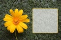 Yellow flower and message box