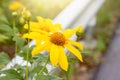 Yellow flower Mexican Sunflower. Royalty Free Stock Photo