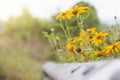 Yellow flower Mexican Sunflower. Royalty Free Stock Photo