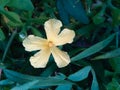 Yellow flower in the middle of grass