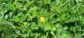 Yellow flower in the middle of plants and grasses