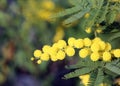yellow flower of mimosa blossomed in early spring symbol of international women day Royalty Free Stock Photo