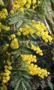 Yellow flower of mimosa plants in march Royalty Free Stock Photo