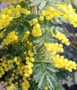 Yellow flower of mimosa plants symbol of idw