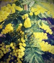 Yellow flower of mimosa plants symbol of international women s d