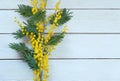 Yellow flower mimosa on white wooden table