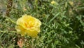 Yellow flower of miniature roses