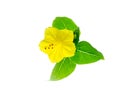 Yellow flower of Mirabilis jalapa plant Royalty Free Stock Photo