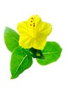 Yellow flower of Mirabilis jalapa plant Royalty Free Stock Photo