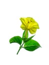 Yellow flower of Mirabilis jalapa plant Royalty Free Stock Photo