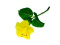 Yellow flower of Mirabilis jalapa plant Royalty Free Stock Photo