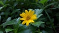 yellow flower monkey forest ubud bali