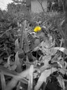 Yellow flower on monocrome background