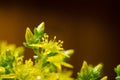 Yellow flower moss Royalty Free Stock Photo