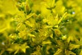 Yellow flower moss Royalty Free Stock Photo