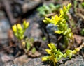 Yellow flower moss growing on the stones Royalty Free Stock Photo