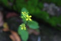 Yellow flower with natural background Royalty Free Stock Photo