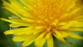 Yellow flower in natural environment, close up. Dandelion Royalty Free Stock Photo