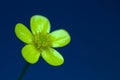 Yellow flower in nature field Eifel